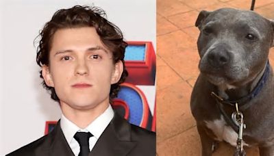 Remembering Tessa: Tom Holland’s Tribute to His Beloved Pet Who Passed Away