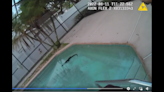 ‘It’s looking at me.’ Creepy shadow at bottom of Florida swimming pool was alligator