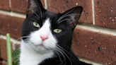 Tuxedo Mom Is Horrified After Seeing Cat Napping in Her Homemade Pie Crust