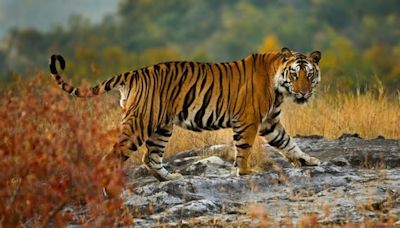 How NASA and Google Earth are helping save tigers