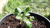 How to grow potatoes in containers – the 6 tricks garden experts want you to know for your potted crops