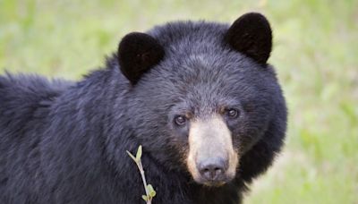 Woman harassed by black bear for months, put bars on windows before fatal attack: reports