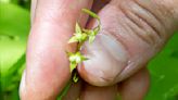 Rare 'Absolutely Tiny' Plant, Not Seen for More Than a Century, Found in Vermont