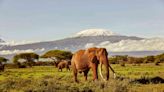 This Lesser-known National Park in Kenya Is the Ultimate Spot for Elephant Sightings — Here's Where to Stay and How to See Them