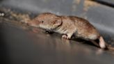 Greater white-toothed shrew becomes UK’s first new mammal species in a century