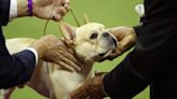 Westminster 2023: Popular Frenchie Again Makes the Final, Alongside an Aussie and Pekingese