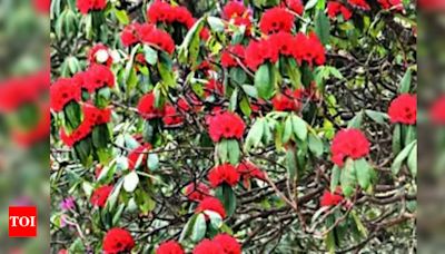 First-of-its-kind Rhododendron Garden to Open in Pithoragarh | Dehradun News - Times of India