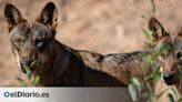 La invasión del lobo que nunca ocurrió: la población se mantiene estable desde que se prohibió su caza