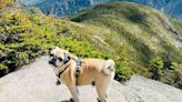 Pug Named Woof Summits 48 of New Hampshire’s Mountains — to Get a ‘Really Nice Lunch’ at the Top