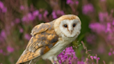 EarthX TV Host Explains Why People Should Welcome Barn Owls Into Their Towns