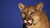 Mountain lion sighted in Millbrae Wednesday afternoon