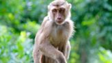 USDA cites Wake Forest monkey research lab