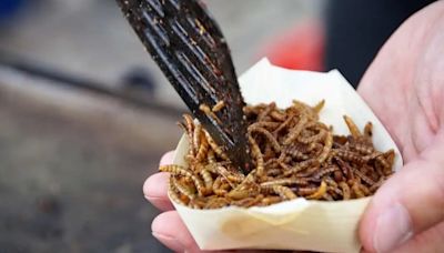 Bugs on Plate: Why Singapore has approved insects for food