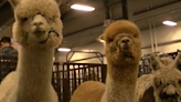 More than 300 alpacas take to the Alliant Energy Center in Madison