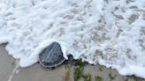 Sea foam and an armored work of art: Cape Cod turtle season through a photographer's eyes