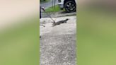 See you later alligator: Residents across St.Landry Parish surprised by alligator sightings