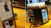 A raccoon was filmed wandering the checkout aisles at a Toronto Loblaws supermarket