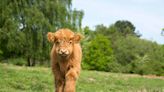 Farmer’s Adorable Baby Micro Mini Highland Cow Acts Just Like a Puppy