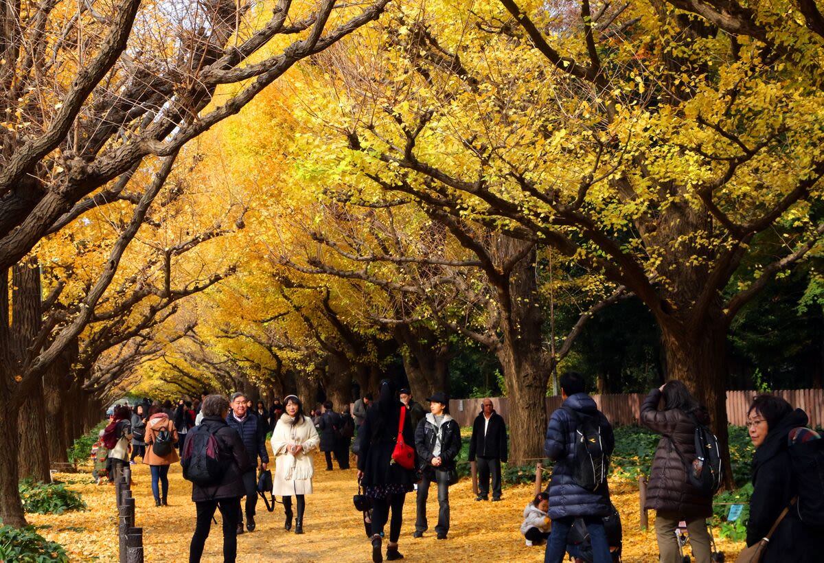Historic Tokyo Park Revamp Is No ‘Big Yellow Taxi’