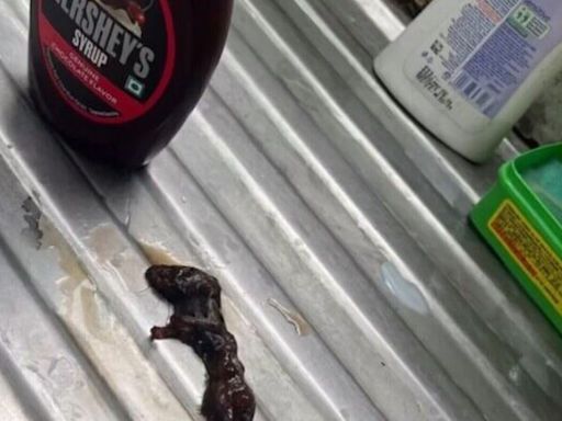 ’Dead mouse’ in Hershey’s chocolate syrup discovered by Zepto customer, netizens say: ’New fear unlocked’ | Today News