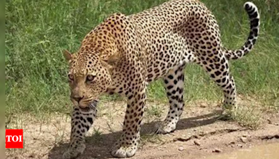 Shoot-at-sight orders issued for Udaipur's man-eater leopard after 7th kill | Jaipur News - Times of India