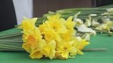 Celebrate the first day of spring with free flowers at Pike Place Market’s Daffodil Day