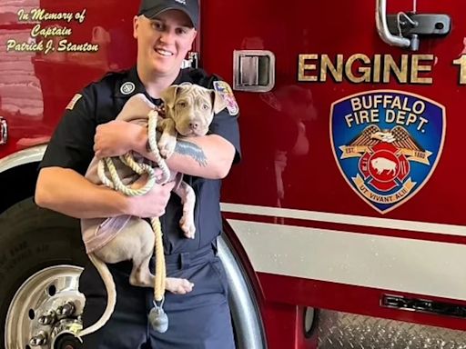 Una pequeña Pitbull que perdió una pata tras ser atropellada, fue adoptada por el bombero que la ayudó