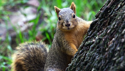 Squirrel's Up-Close Encounter with Disney Volcano Attraction Leaves Tourists Panicking