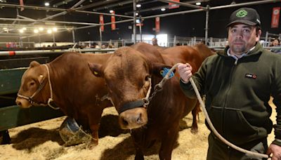 Una raza bovina creada íntegramente en Argentina compite por primera vez en La Rural de Palermo