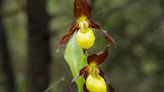 How to care for the beautiful and 'rare' lady's slipper orchid