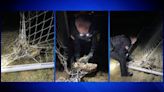 Norwell Police officer saves owl stuck in soccer net
