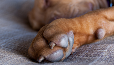 Shar Pei Mix Won’t Go to Sleep Without a Bedtime Tuck-in and It's Too Cute