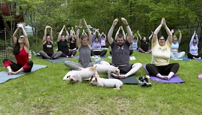 NO COMMMENT: Clases de yoga para cerditos en Massachusetts