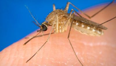 First West Nile virus case detected in Illinois in 2024: Bird in Douglas County tests positive