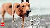 Three-legged street dog survives brutal attack in Surat | Surat News - Times of India