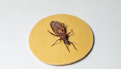 Doença de Chagas: como é transmitida, como deve ser tratada e o que fazer para evitar