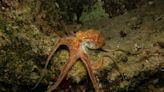 Scientists solve deep-sea ‘Octopus Garden’ mystery off California coast