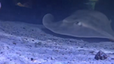 Was Charlotte The Stingray Ever Pregnant? Marine Biologist Chimes In!