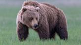 Grizzly bears are set to be reintroduced to Washington state, after years of debate