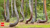 What is the mystery of these crooked trees; Details inside - Times of India
