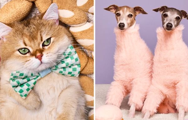 Get Ready, Pet Parents: Target’s Cuddle Collab Is About to Be Your New Obsession