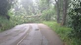 Un árbol caído corta la carretera entre San Esteban y Veguín