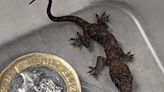 Baby gecko found in suitcase after 5,000-mile journey from Zanzibar