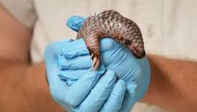 Second Critically Endangered Chinese Pangolin Born In Prague Zoo In Less Than 2 Years