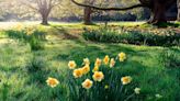 Now’s the time to declare war on weeds — and enjoy the daffodils while you’re in the yard