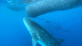 Video shows rarely-seen 30-foot whale shark feeding in Hawaiian waters