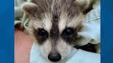 Woman rescues baby raccoon in Cape Elizabeth