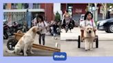 Watch: Dog safely drives a cute little girl home on a cart, becoming her trusted chauffeur