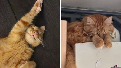 Couple asks for pics of favorite cat sleeping positions, internet delivers