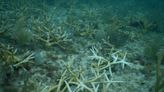 ‘Massive’ coral bleaching event hits Florida. It’s not a good sign for struggling reefs